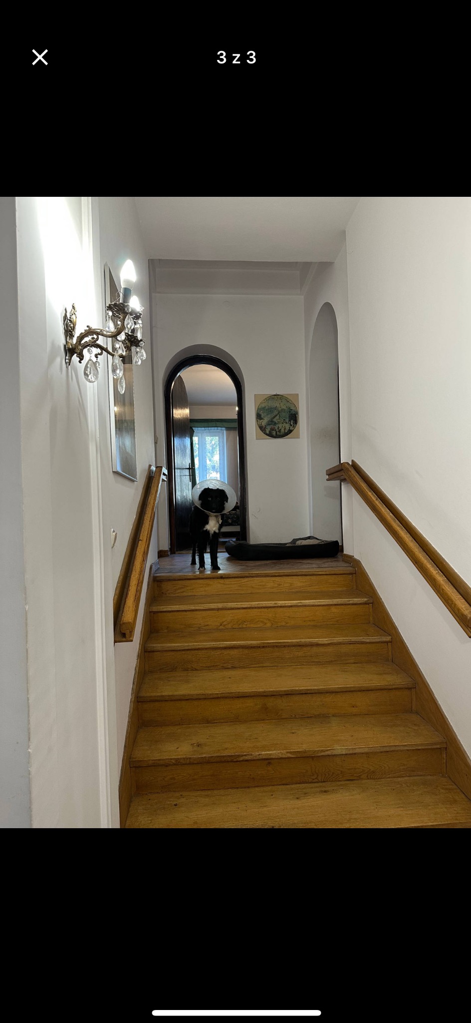 Drewniane schody w jasnym korytarzu z psem w kołnierzu ochronnym na górze. Na ścianie kinkiet z kryształkami. Widok na drzwi i obraz w tle.