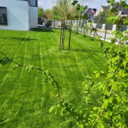 Świeżo skoszony trawnik z widocznymi pasami, młode drzewko podparte palikami, nowoczesny dom z białymi ścianami i grafitowymi elementami wykończeniowymi w tle, gałązki z młodymi liśćmi na pierwszym...