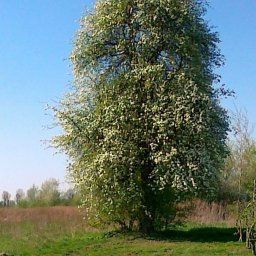 Robert Podg&oacute;rski Usługi Ogrodnicze - Usługi w ogrodzie Piaseczno