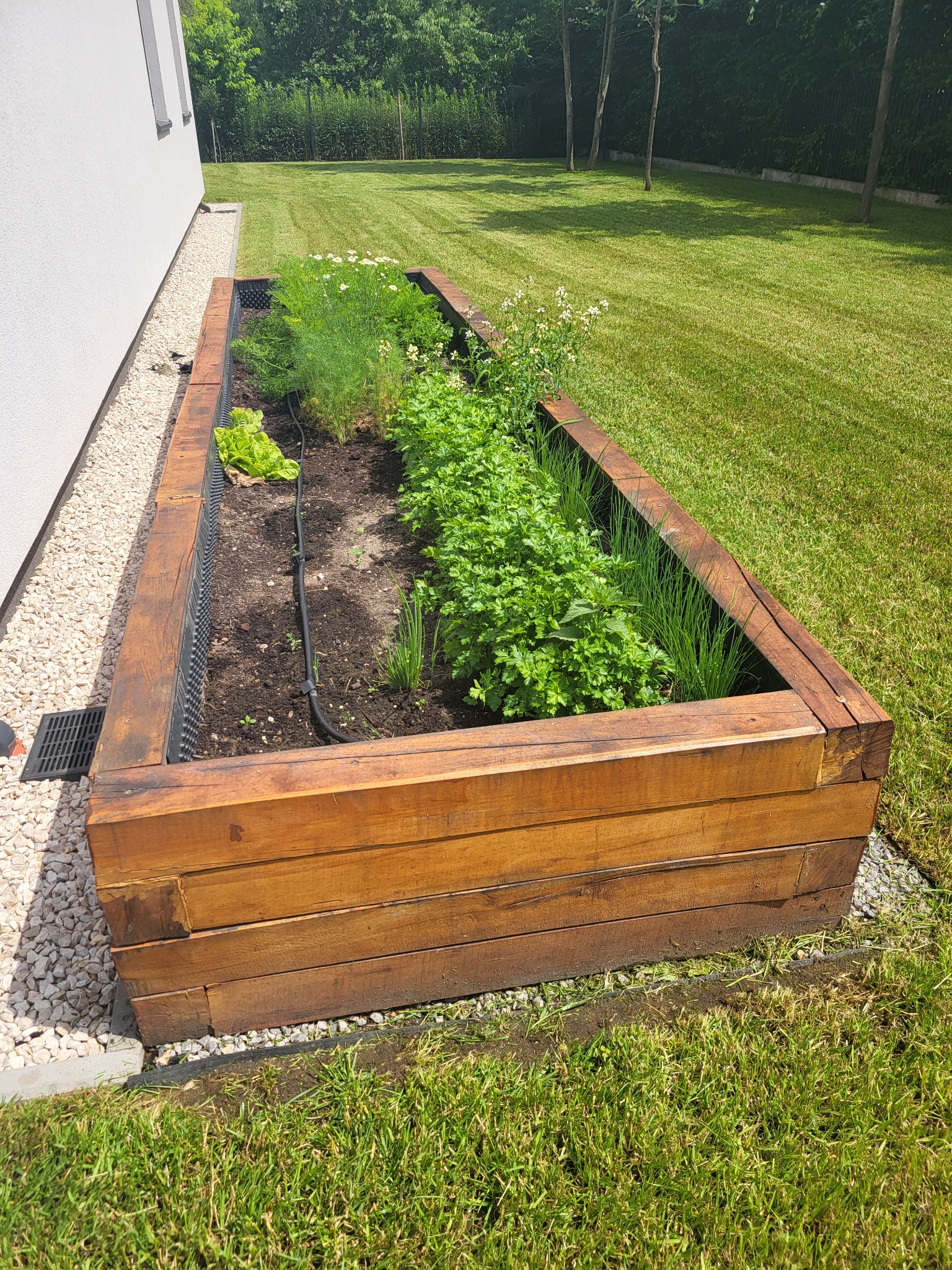 Podwyższona drewniana grządka z różnymi ziołami i warzywami: sałata, koperek, pietruszka, szczypiorek, posadzona w ogrodzie przy białym budynku, obok wysypane białe kamienie.