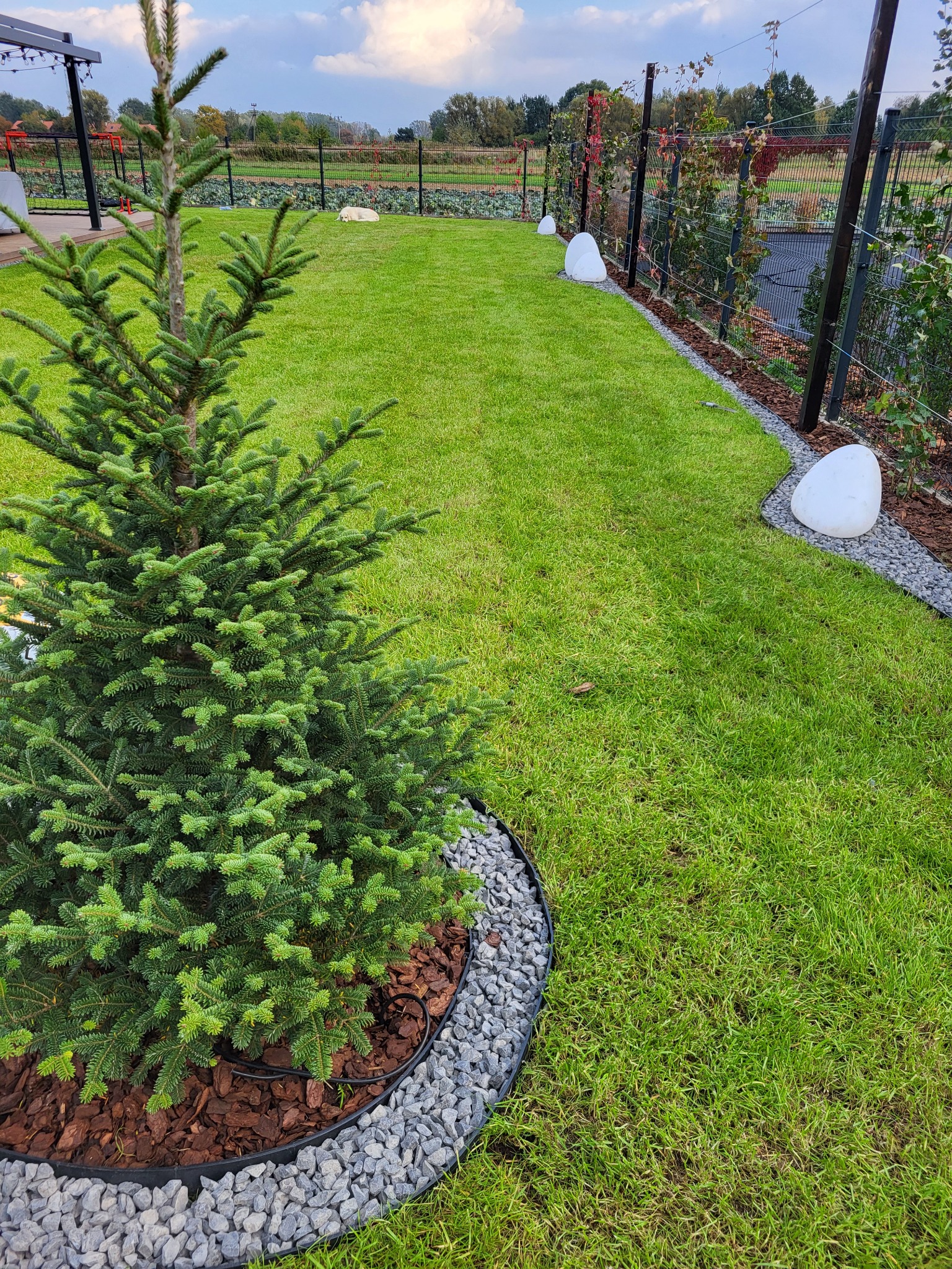 Młoda choinka posadzona na trawniku, otoczona korą i szarym żwirem, w tle trawa z rolki, ogrodzenie z pnączami i dekoracyjne, białe lampy ogrodowe.