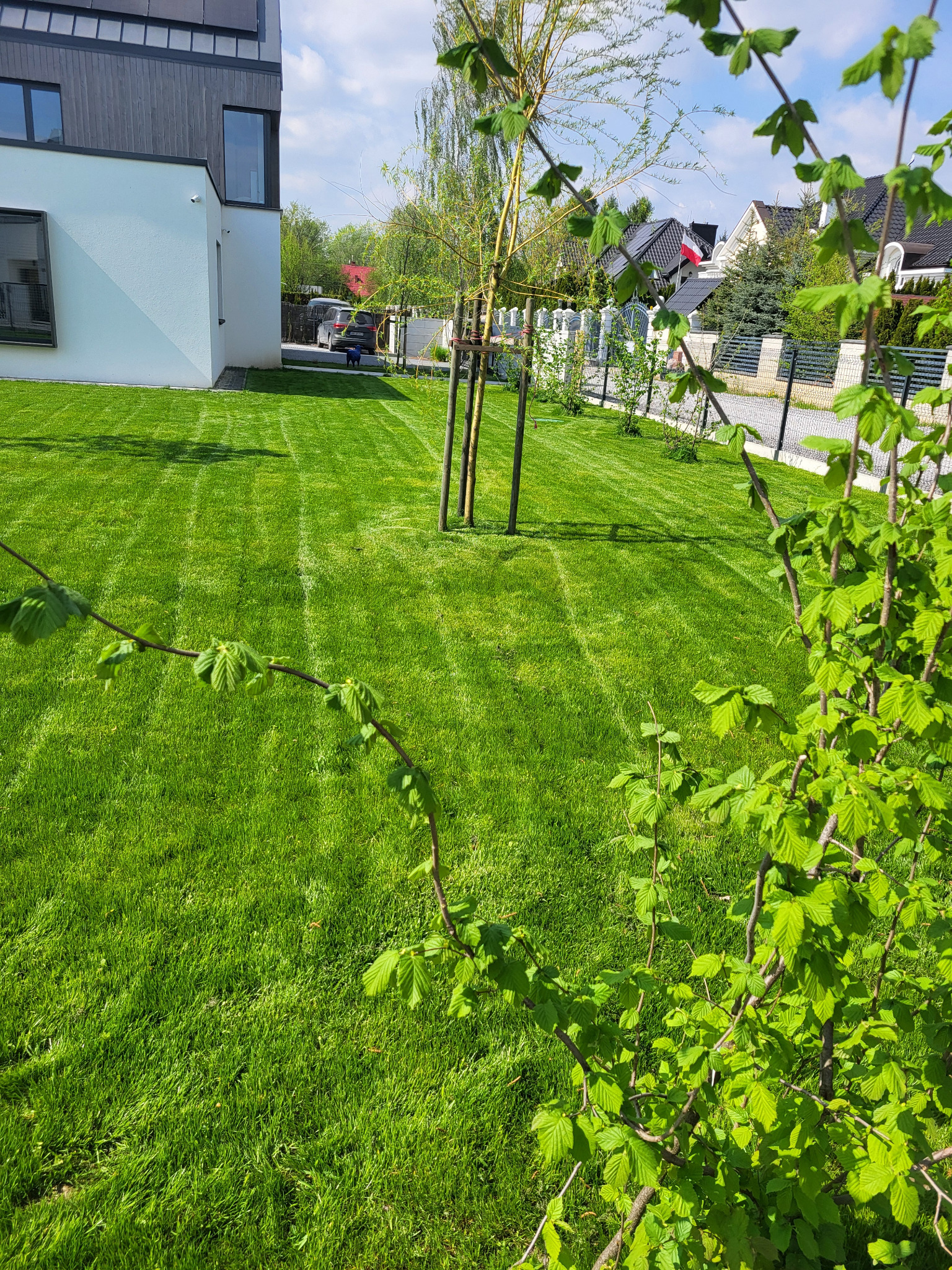 Świeżo skoszony trawnik z widocznymi pasami, młode drzewko podparte palikami, nowoczesny dom z białymi ścianami i grafitowymi elementami wykończeniowymi w tle, gałązki z młodymi liśćmi na pierwszym...