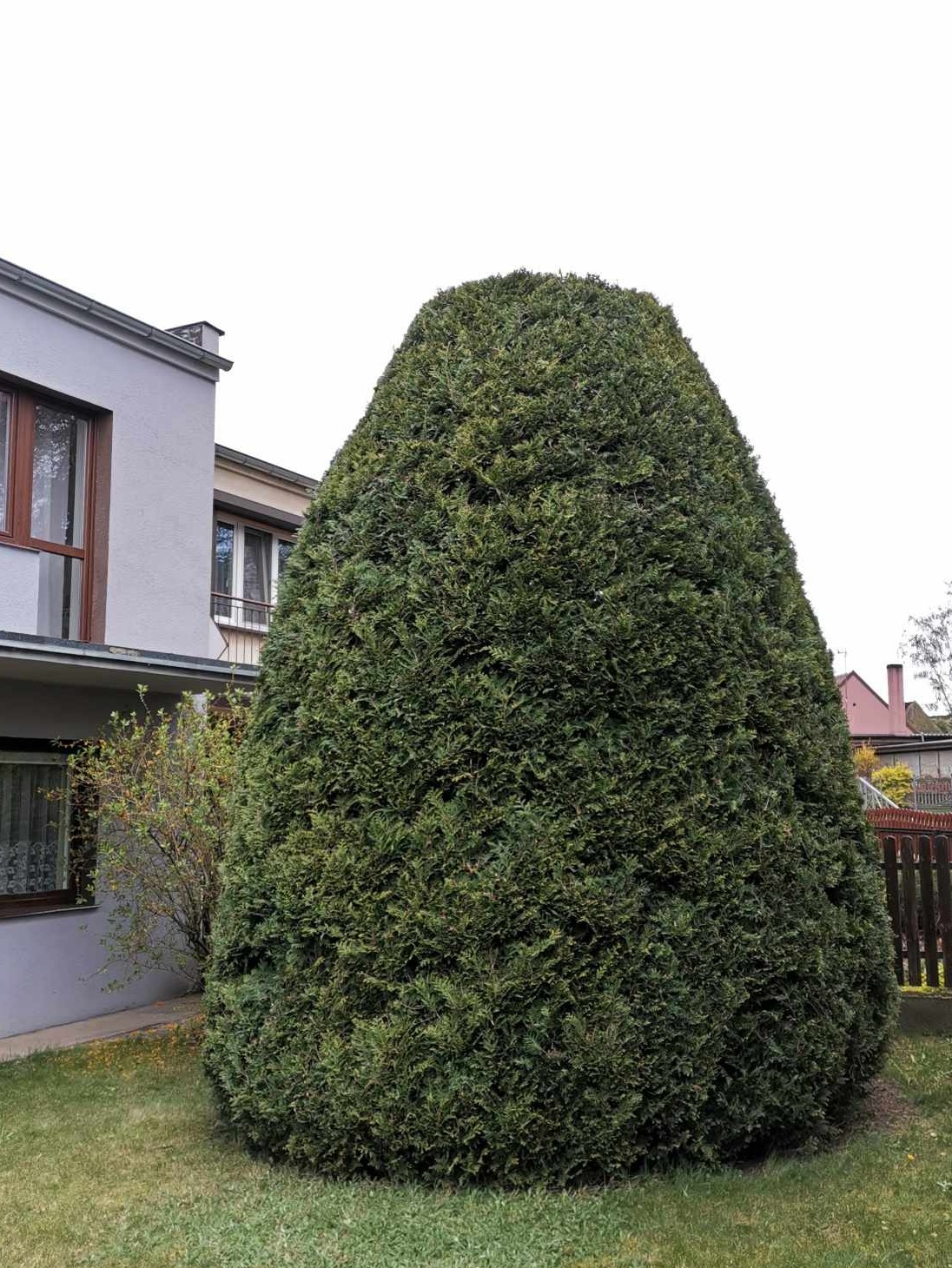 Cięcie oraz formowanie drzewek :)