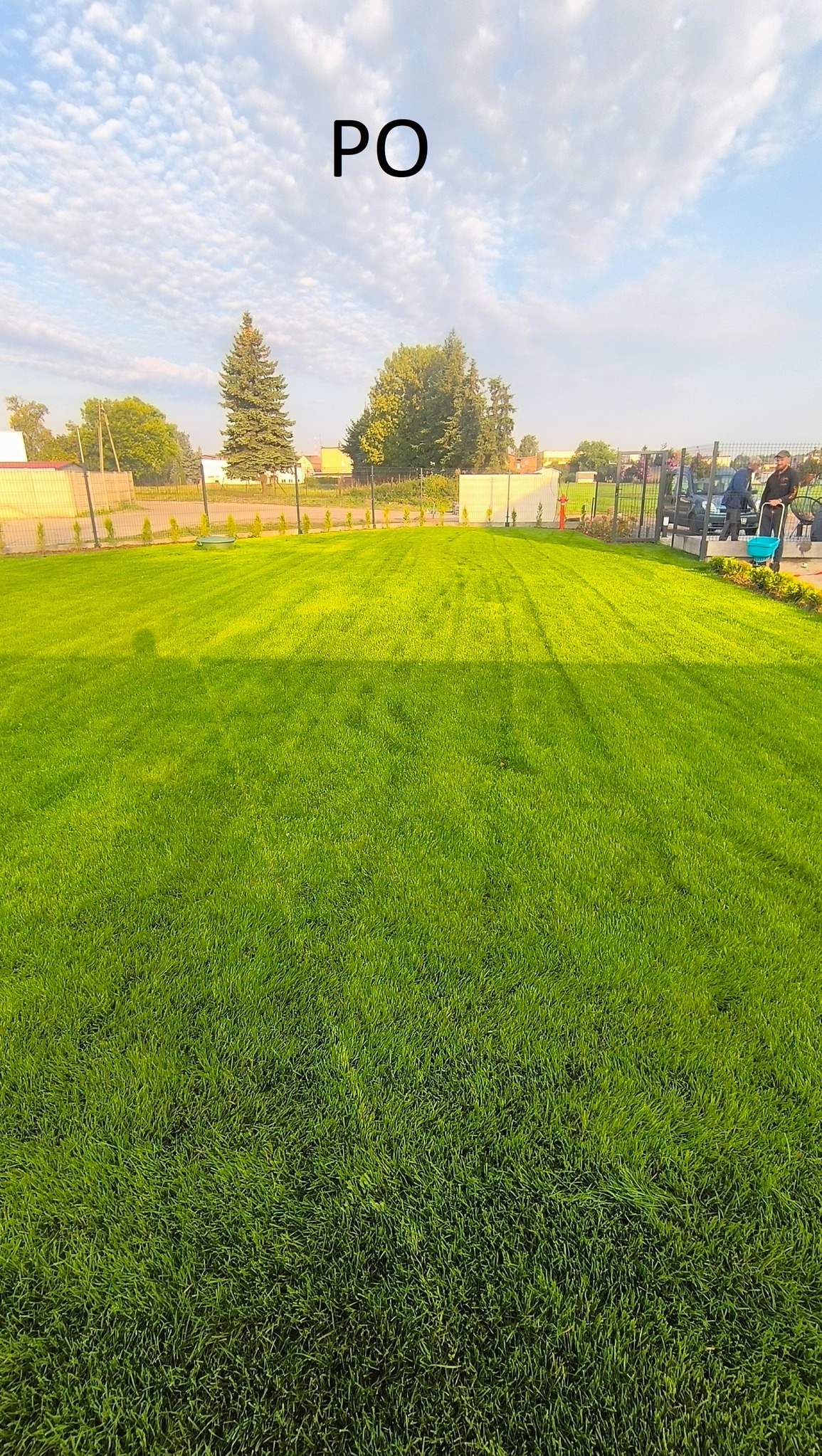 Widok na soczyście zielony trawnik po założeniu, z widocznymi śladami po kosiarce. W tle drzewa, krzewy i fragment ogrodzenia.