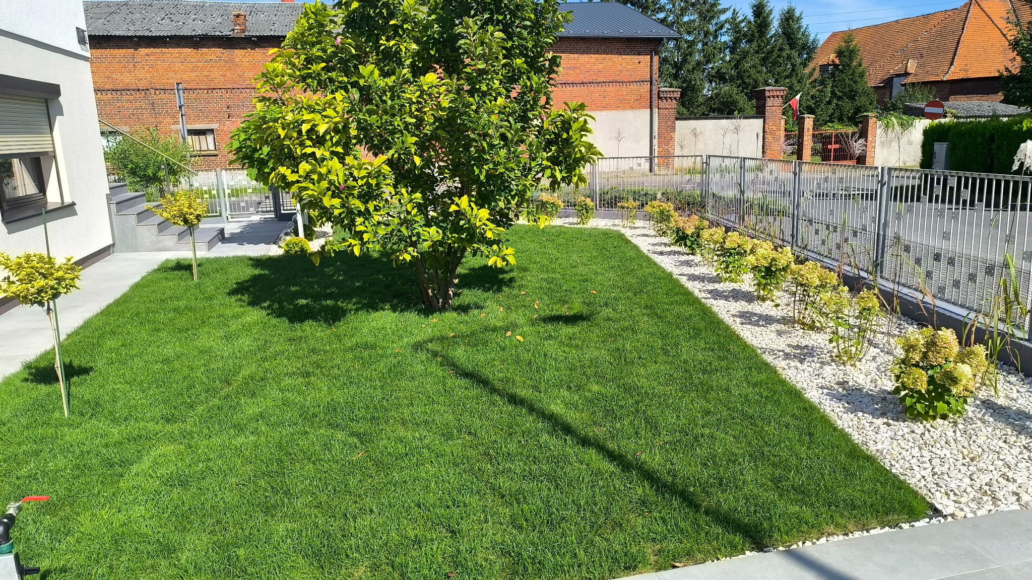Zadbany trawnik z drzewem w centrum, obrzeża z białych kamieni i rabaty z hortensjami wzdłuż metalowego ogrodzenia. Widok na dom z cegły w tle.