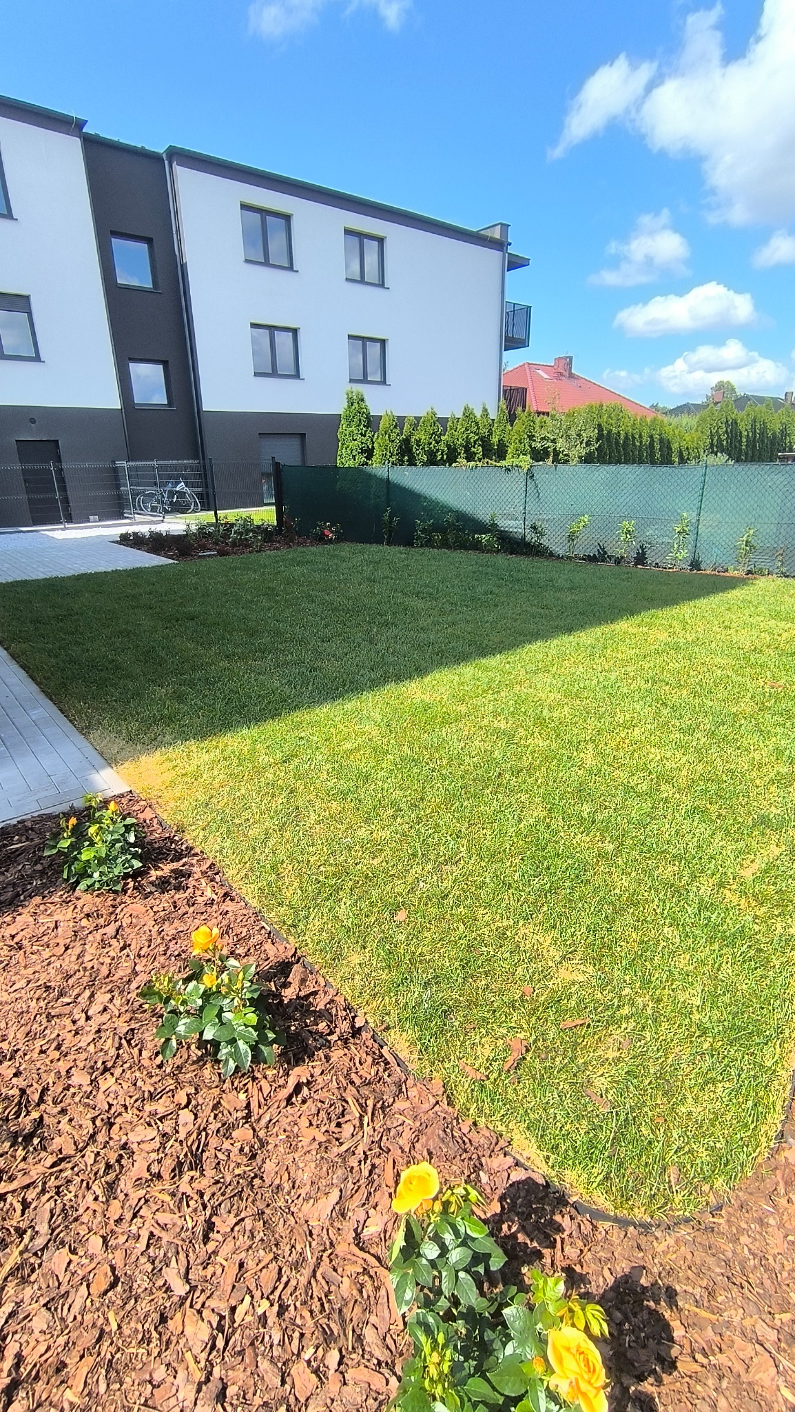 Zadbany trawnik z żółtymi różami i korą drzewną na rabatach, na tle nowoczesnego budynku mieszkalnego i zielonego ogrodzenia. Słoneczny dzień.