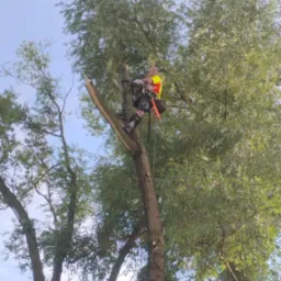 Arborysta w uprzęży, w trakcie wycinki konarów drzewa. Widok z dołu, korona drzewa, niebo w tle. Prace na wysokościach.