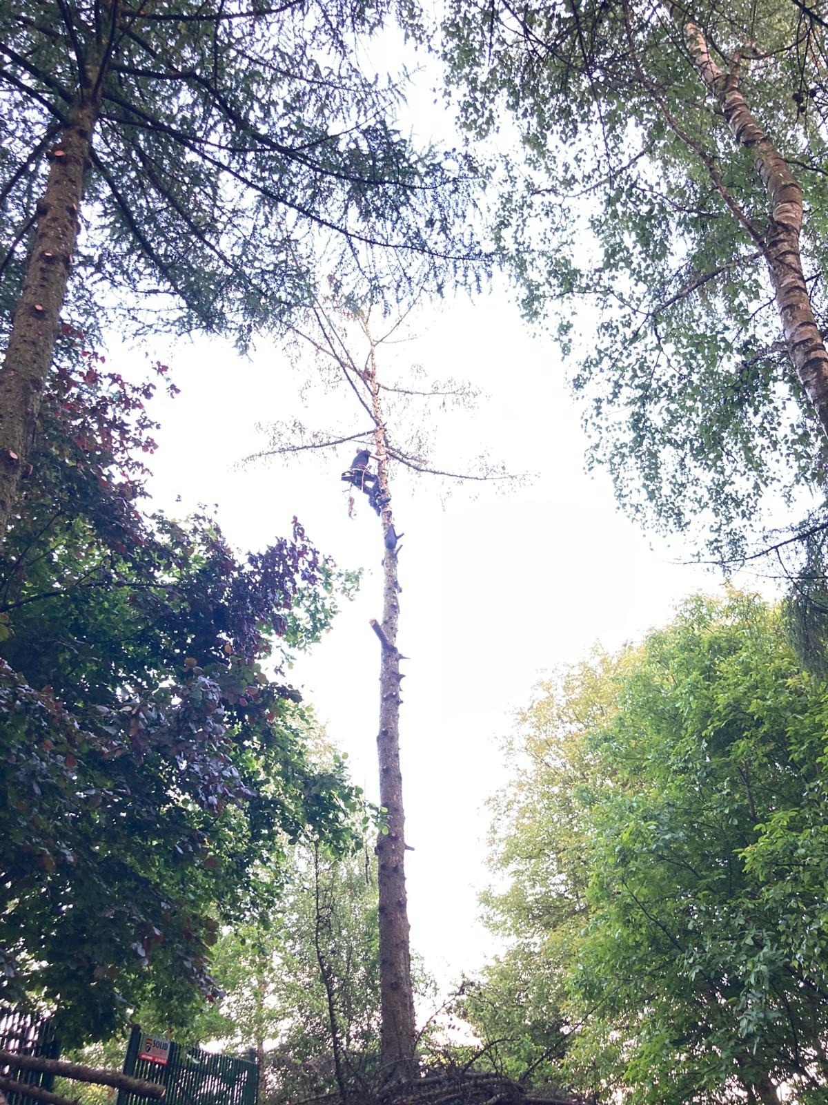 Pracownik na wysokości podczas przycinania wysokiego drzewa w otoczeniu zieleni. Widok z dołu na drzewo z obciętymi gałęziami, otoczone innymi drzewami.