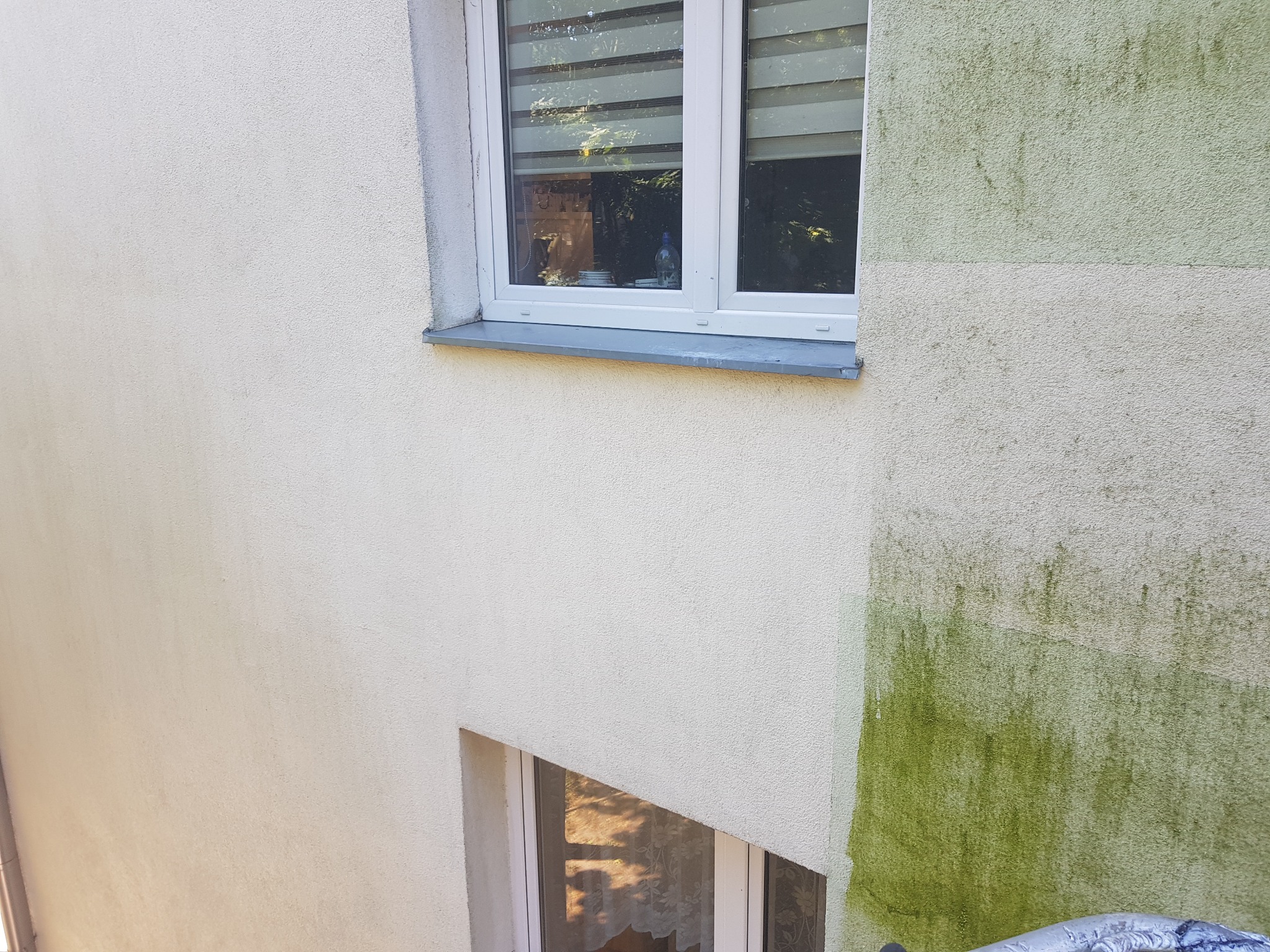 Fragment elewacji budynku z widocznymi śladami zabrudzeń biologicznych (zielony nalot), częściowo oczyszczonej, z oknami w białych ramach.