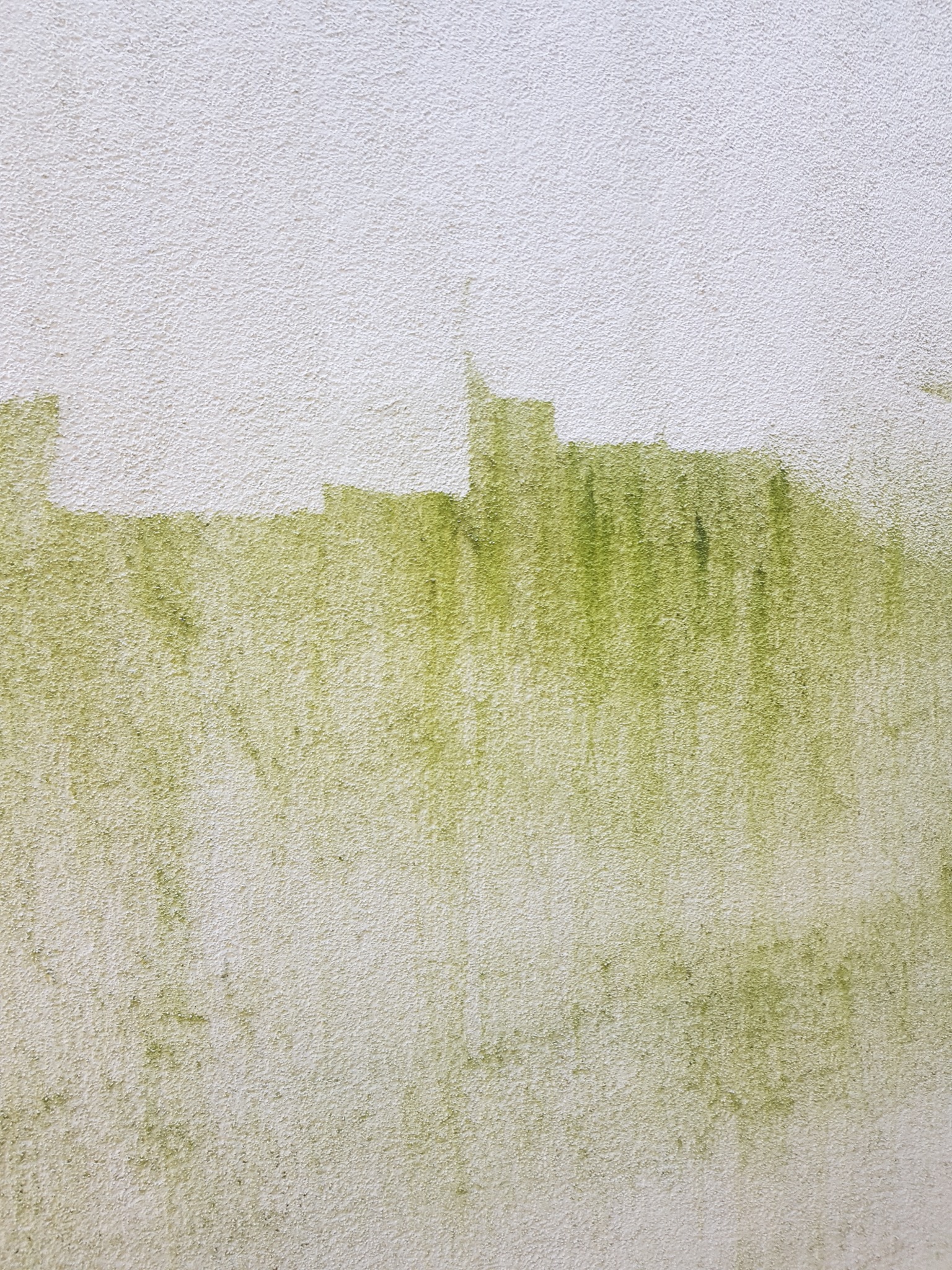 Fragment ściany zewnętrznej pokrytej zielonym nalotem, widoczne ślady po czyszczeniu na górze.