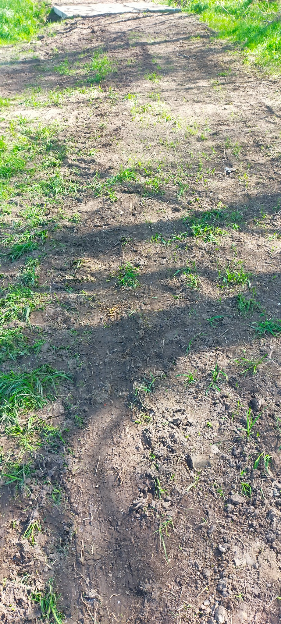 Świeżo przekopana ziemia z fragmentami trawy, widoczne ślady opon i betonowa płyta w tle.