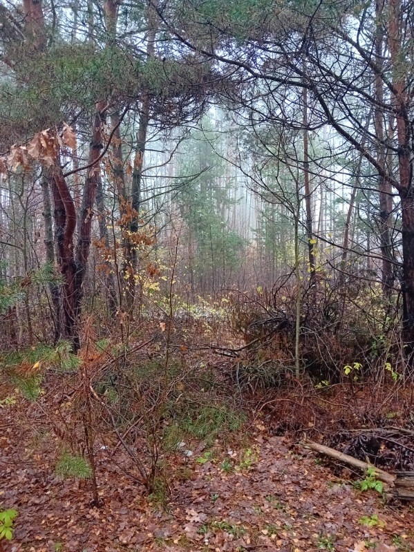 Jesienny krajobraz leśny z opadłymi liśćmi, widoczne powalone gałęzie i młode drzewka w mglisty poranek.