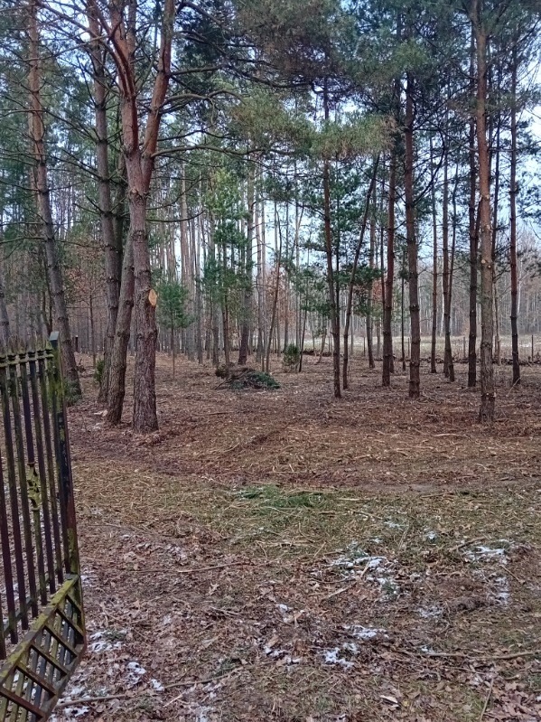 Fragment lasu po wycince z widocznymi ściętymi pniami drzew, gałęziami i resztkami drewna na ziemi, częściowo ogrodzony metalową bramą.