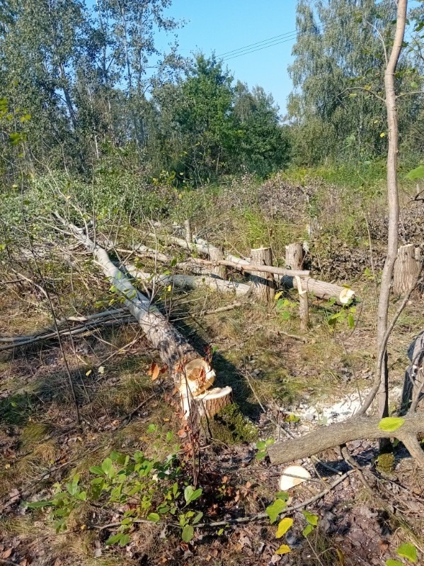 Ścięte drzewo leżące na ziemi z widocznym pniem i odciętymi gałęziami, w tle las i błękitne niebo.
