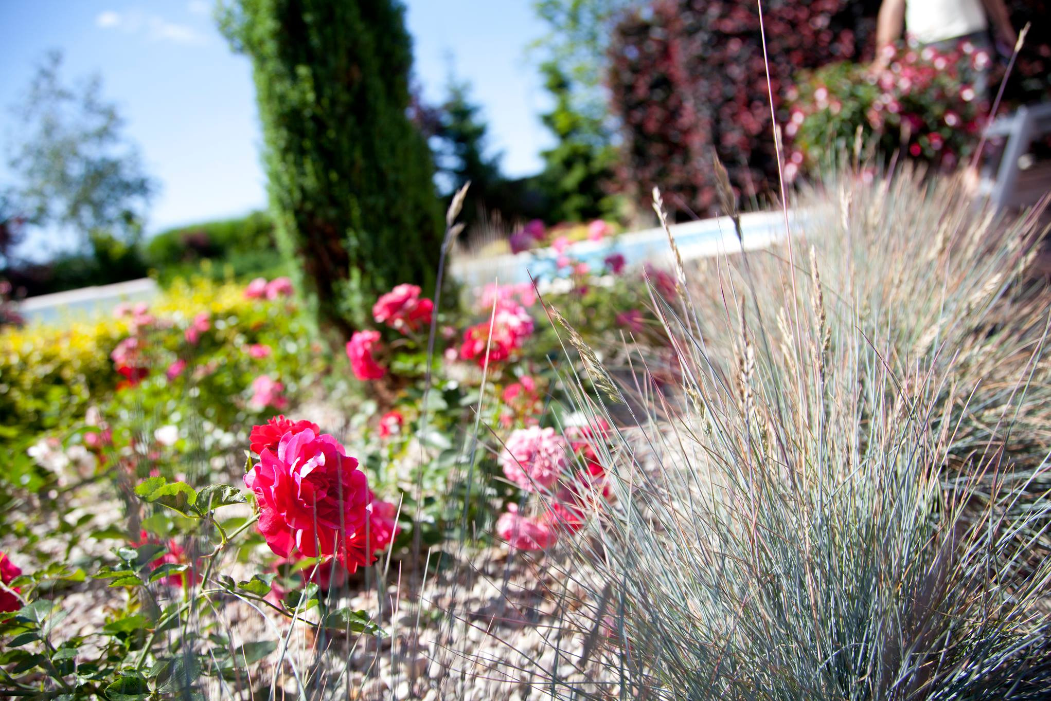 Kwitnące róże w ogrodzie z ozdobną trawą i przyciętymi drzewami w tle, widok na basen.