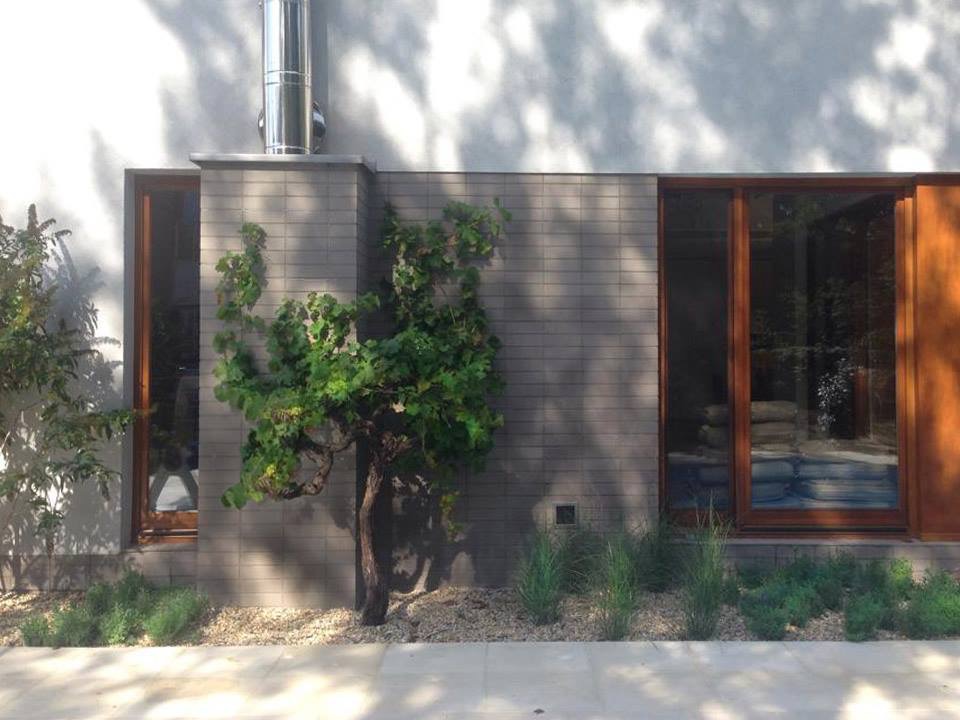 Krzew winorośli z zielonymi liśćmi rosnący przed nowoczesnym budynkiem z szarej cegły i drewnianą stolarką okienną, małe krzewy i żwir u podstawy, w tle widoczny komin.