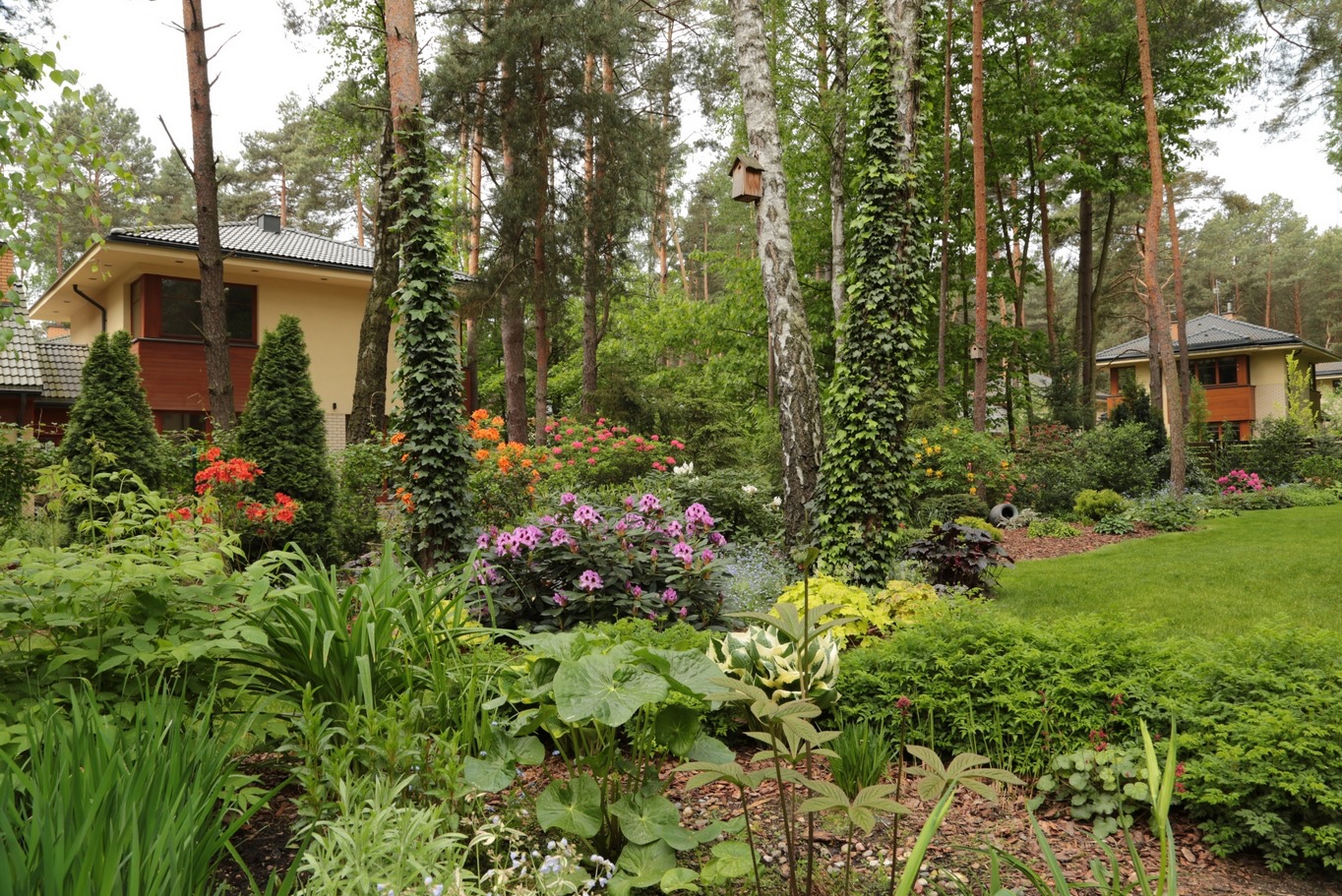 Bujny ogród przydomowy z różnorodną roślinnością: wysokie drzewa oplecione bluszczem, kolorowe rododendrony, zadbany trawnik, dom w tle.