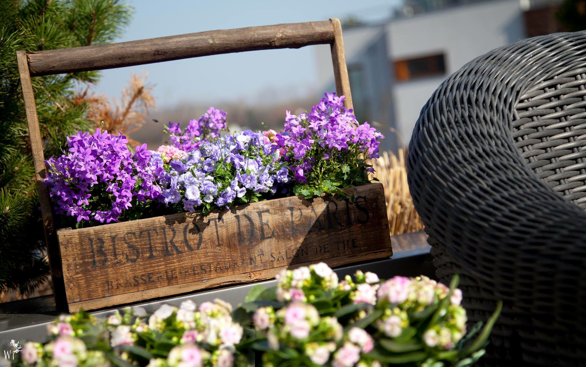 Drewniana skrzynka z fioletowymi dzwonkami 'Bistro de Paris' na balkonie, obok wiklinowego krzesła i zielonej choinki.