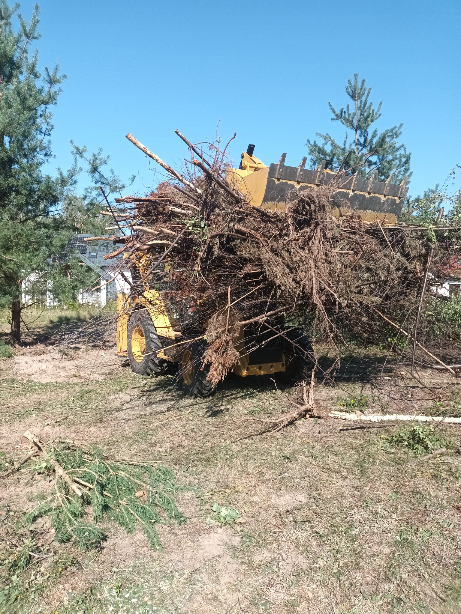 Żółta ładowarka teleskopowa wypełniona gałęziami i ściętymi drzewami na terenie z trawą i drzewami iglastymi, błękitne niebo w tle.