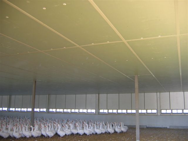 Wnętrze kurnika z panelami ociepleniowymi na suficie, podtrzymywanymi przez metalowe słupy, oraz liczną grupą białych gęsi na podłodze.