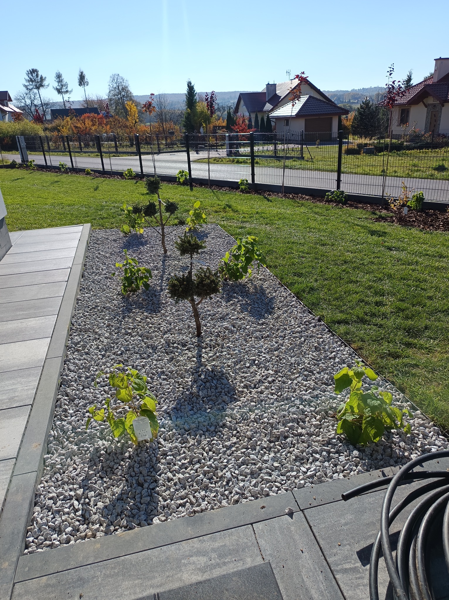 Ogród z kamienną rabatą, niskimi drzewkami i młodymi krzewami. W tle zabudowa jednorodzinna i zieleń. Czarny wąż ogrodowy w prawym dolnym rogu kadru.