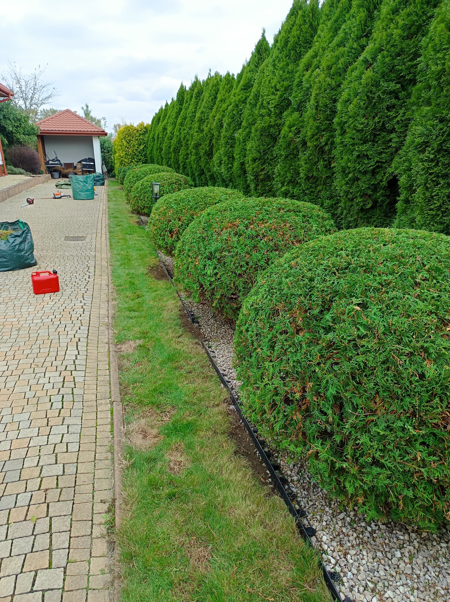 Równy szpaler kulistych tuj i wysokie żywopłoty z tui przy ścieżce z kostki. W tle altana ogrodowa i sprzęt ogrodniczy. Pielęgnacja ogrodu.