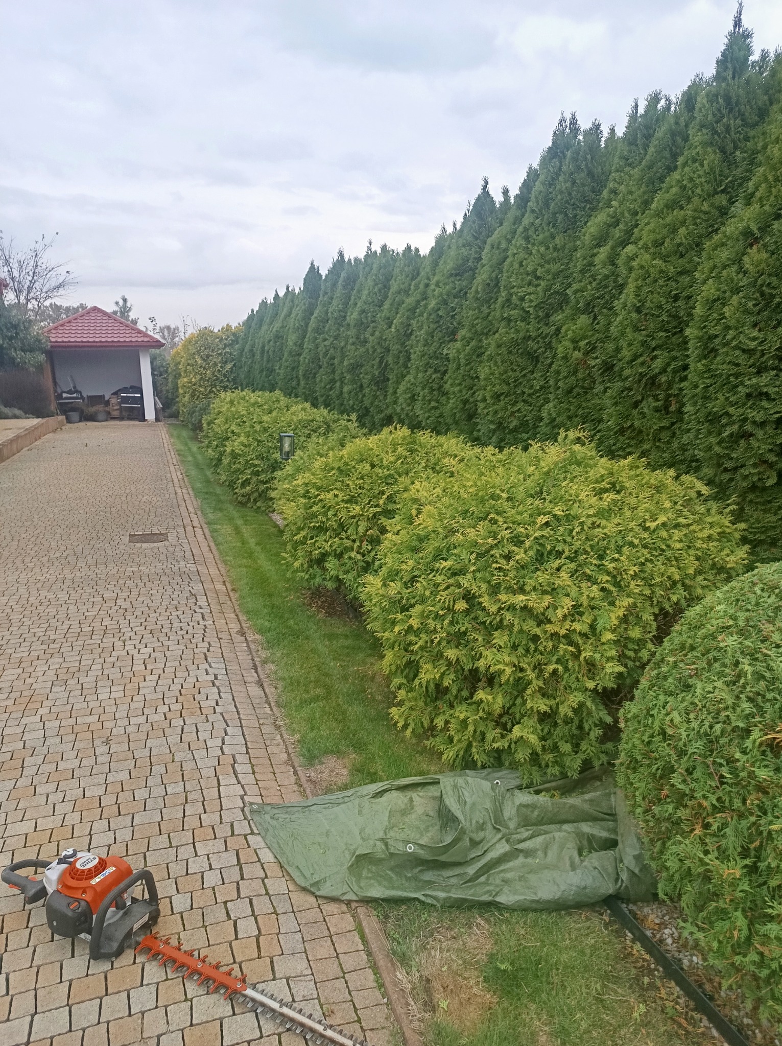 Rząd równo przyciętych tuj wzdłuż kamiennej ścieżki. Na pierwszym planie nożyce do żywopłotu leżące obok rozłożonej plandeki. Widok na zadbany ogród.