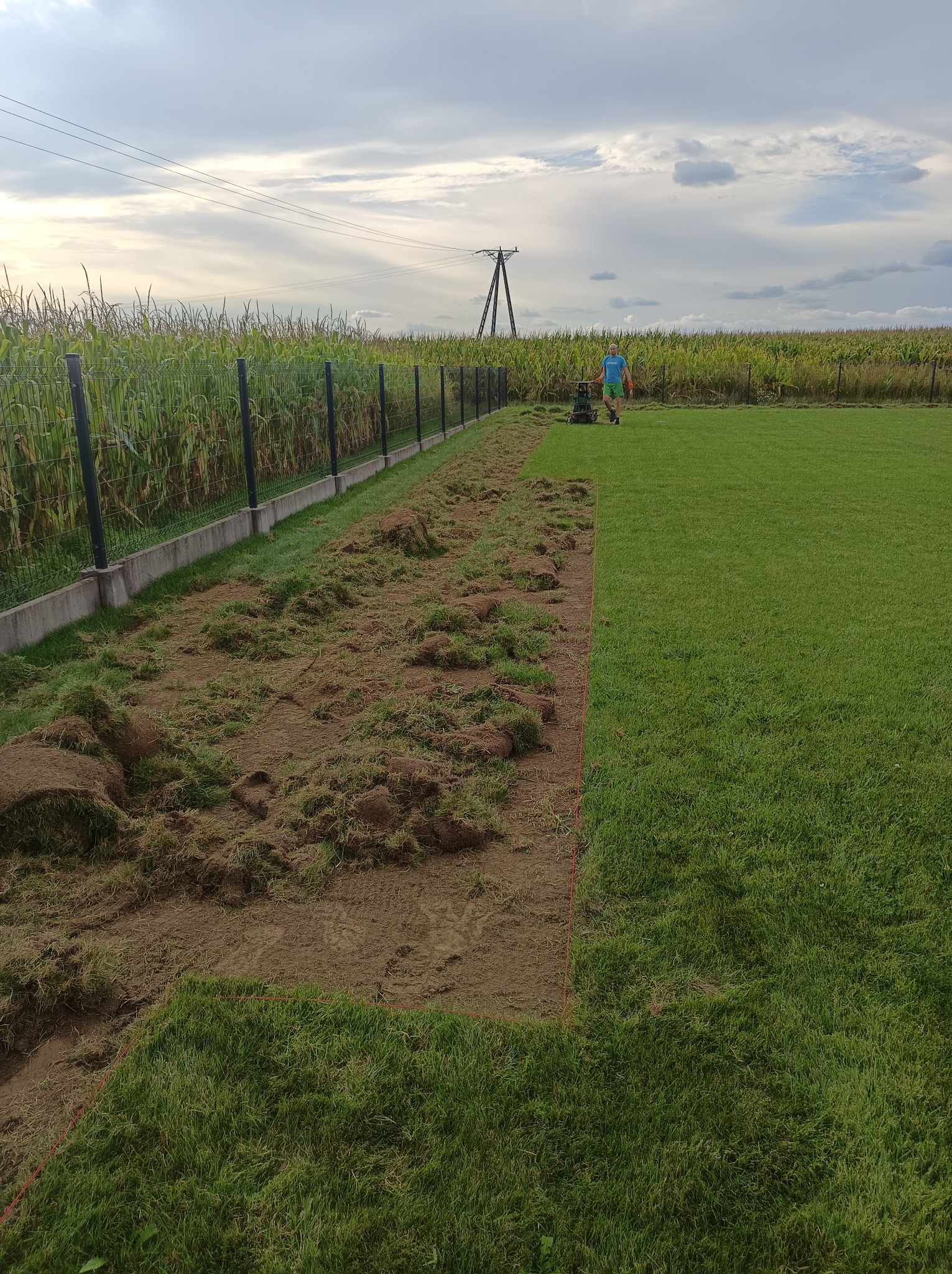 Układanie trawy z rolki na działce obok pola kukurydzy, widoczny pracownik z kosiarką w oddali i fragment z przygotowanym podłożem.