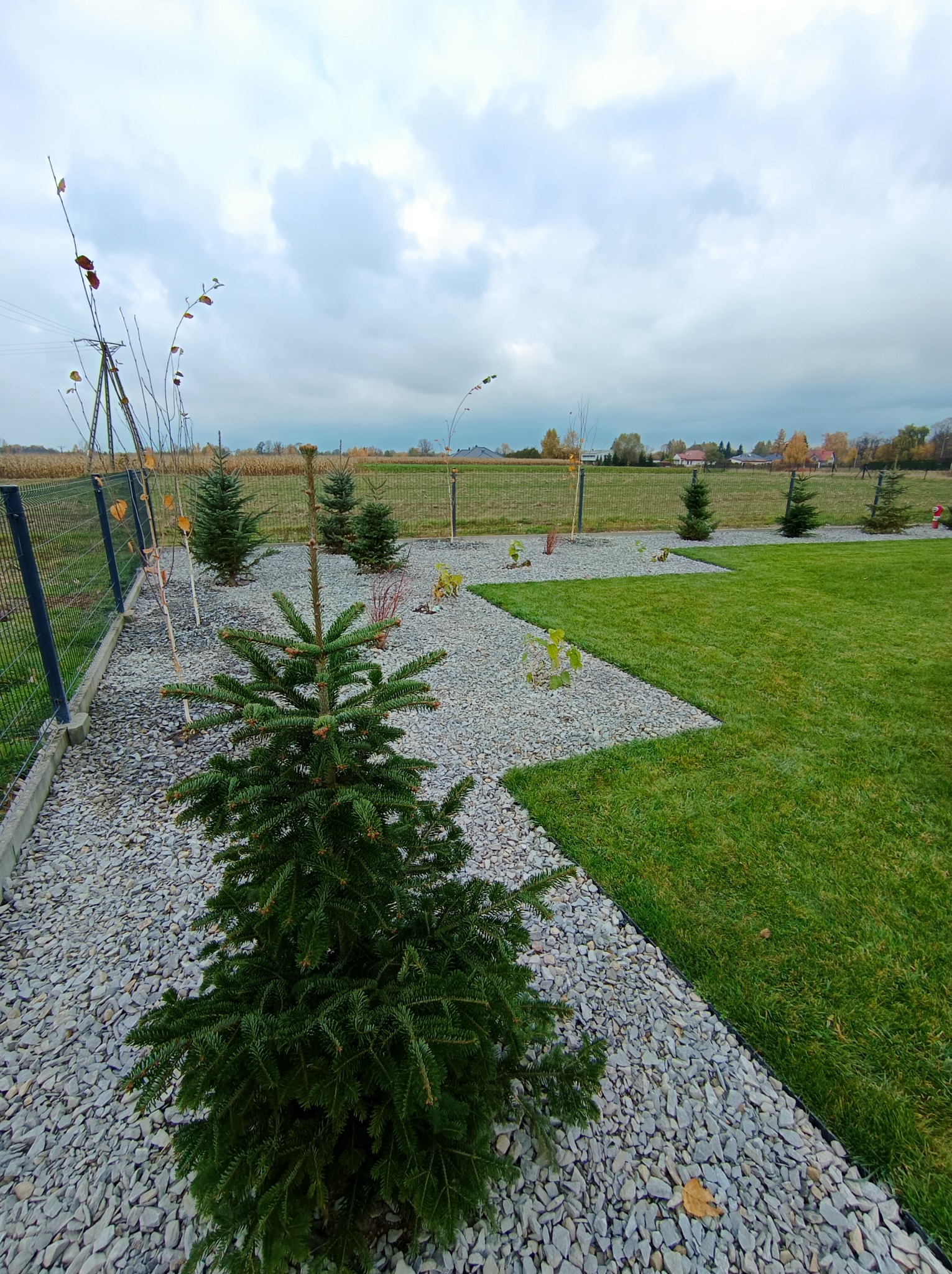 Nowoczesny ogród z geometrycznym układem trawnika i rabat wysypanych szarym grysem. W tle widoczne młode drzewka iglaste i liściaste.