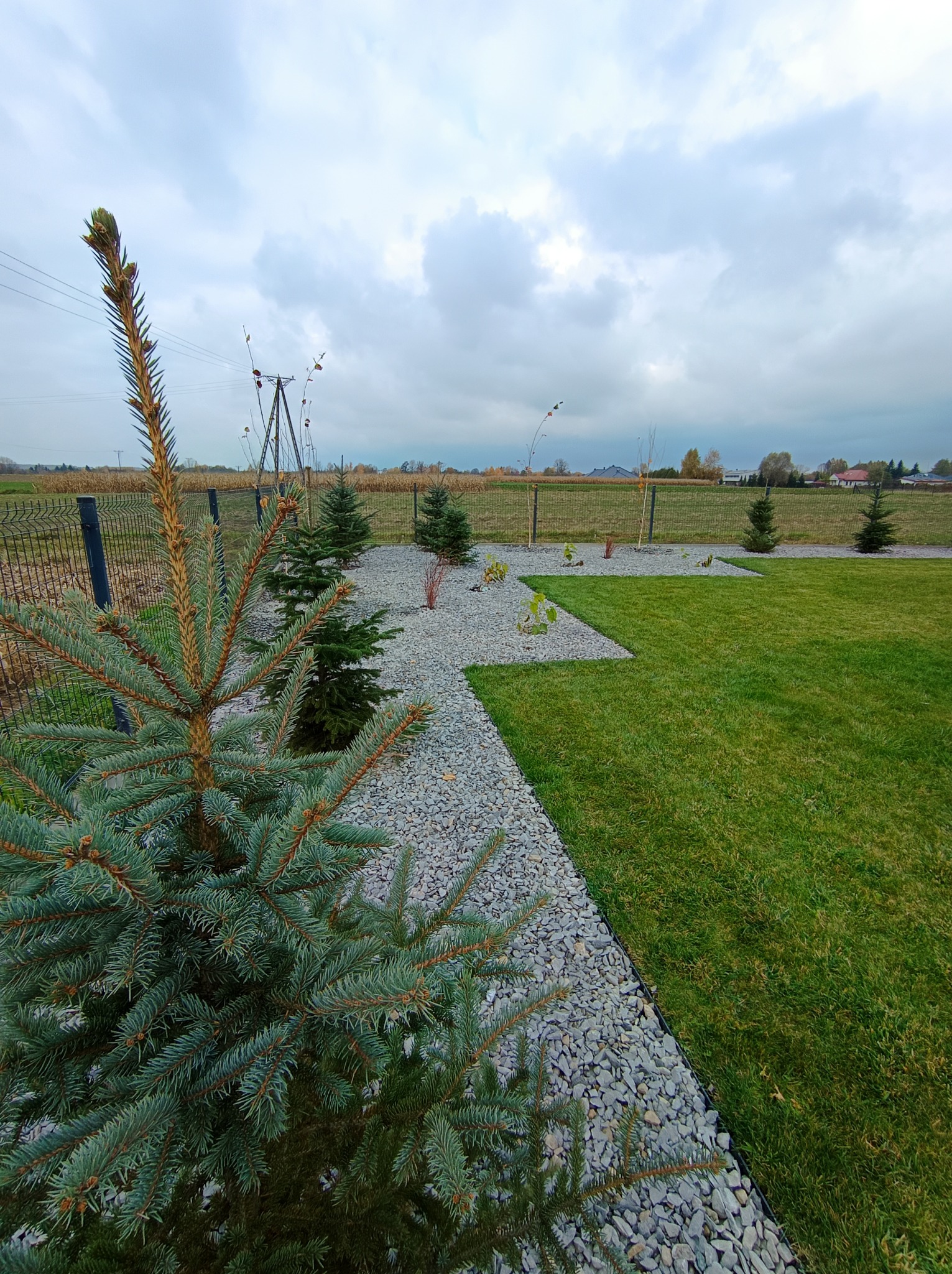 Geometryczny ogród z równo przystrzyżonym trawnikiem, ścieżką z szarego żwiru i młodymi świerkami, ogrodzony siatką.