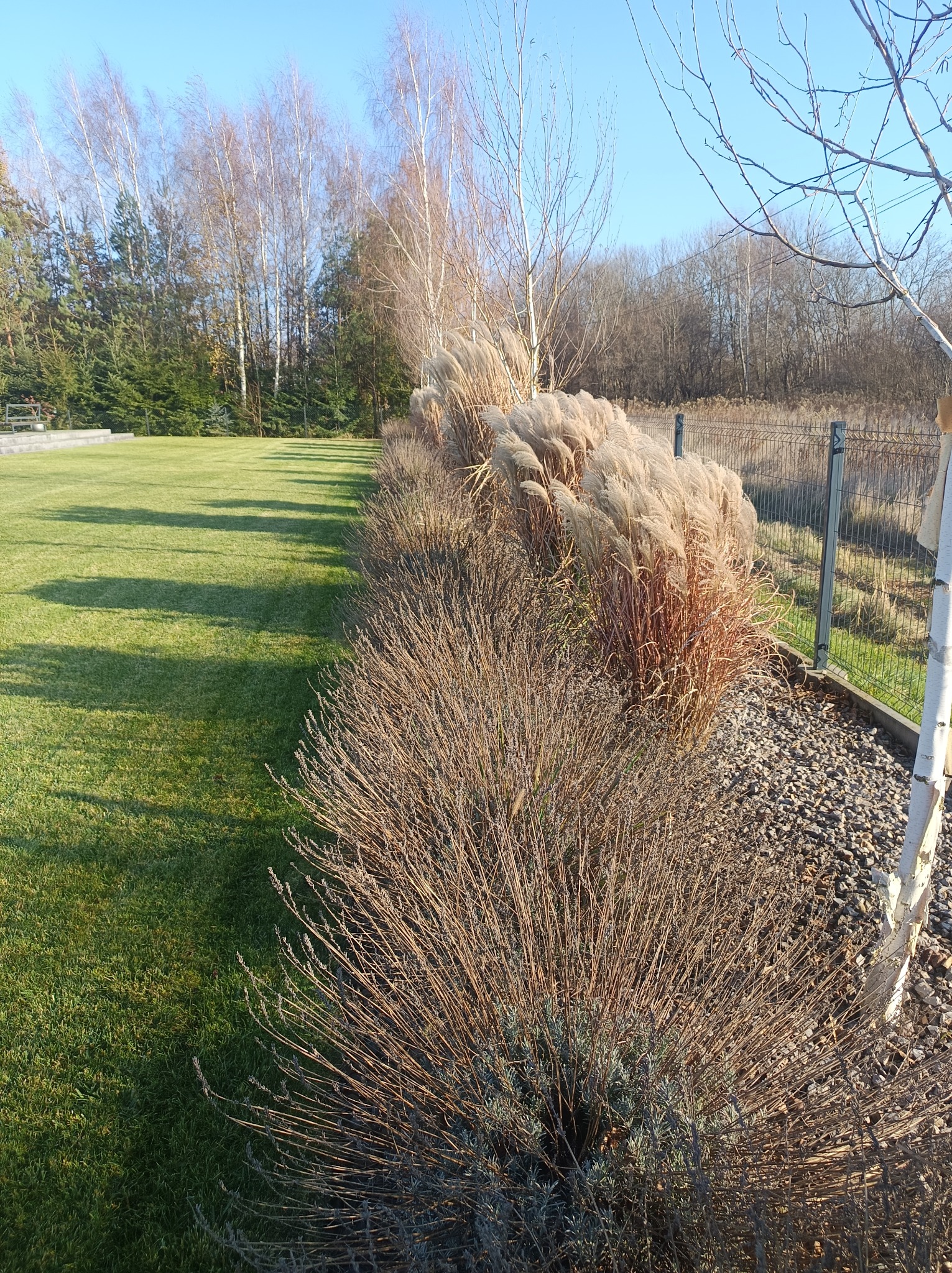 Jesienny ogród: zielony trawnik sąsiaduje z rzędem brązowych krzewów i traw ozdobnych, w tle drzewa bez liści i iglaki, słoneczny dzień.
