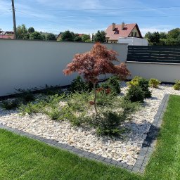 Travoni Usługi i Centrum Ogrodnicze - Kwadratowa rabata z białych kamieni obramowana szarą kostką, centralnie posadzony niewielki klon palmowy o bordowych liściach otoczony zielonymi krzewami, na pierwszym planie trawnik, w tle biały...