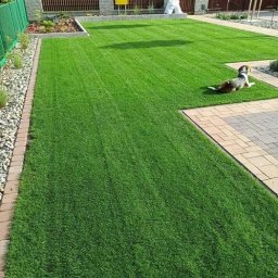 Travoni Usługi i Centrum Ogrodnicze - Perfekcyjnie przystrzyżony trawnik z rolki, z widocznymi pasami koszenia, obrzeżami z kostki i kamieni, oraz psem rasy beagle leżącym na trawie w słoneczny dzień.