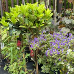 Różnorodne rośliny w donicach: drzewko z owalnymi, jasnozielonymi liśćmi, krzew z fioletowymi kwiatami i pnącze z etykietą odmiany, ustawione obok siebie na tle drewnianego ogrodzenia.