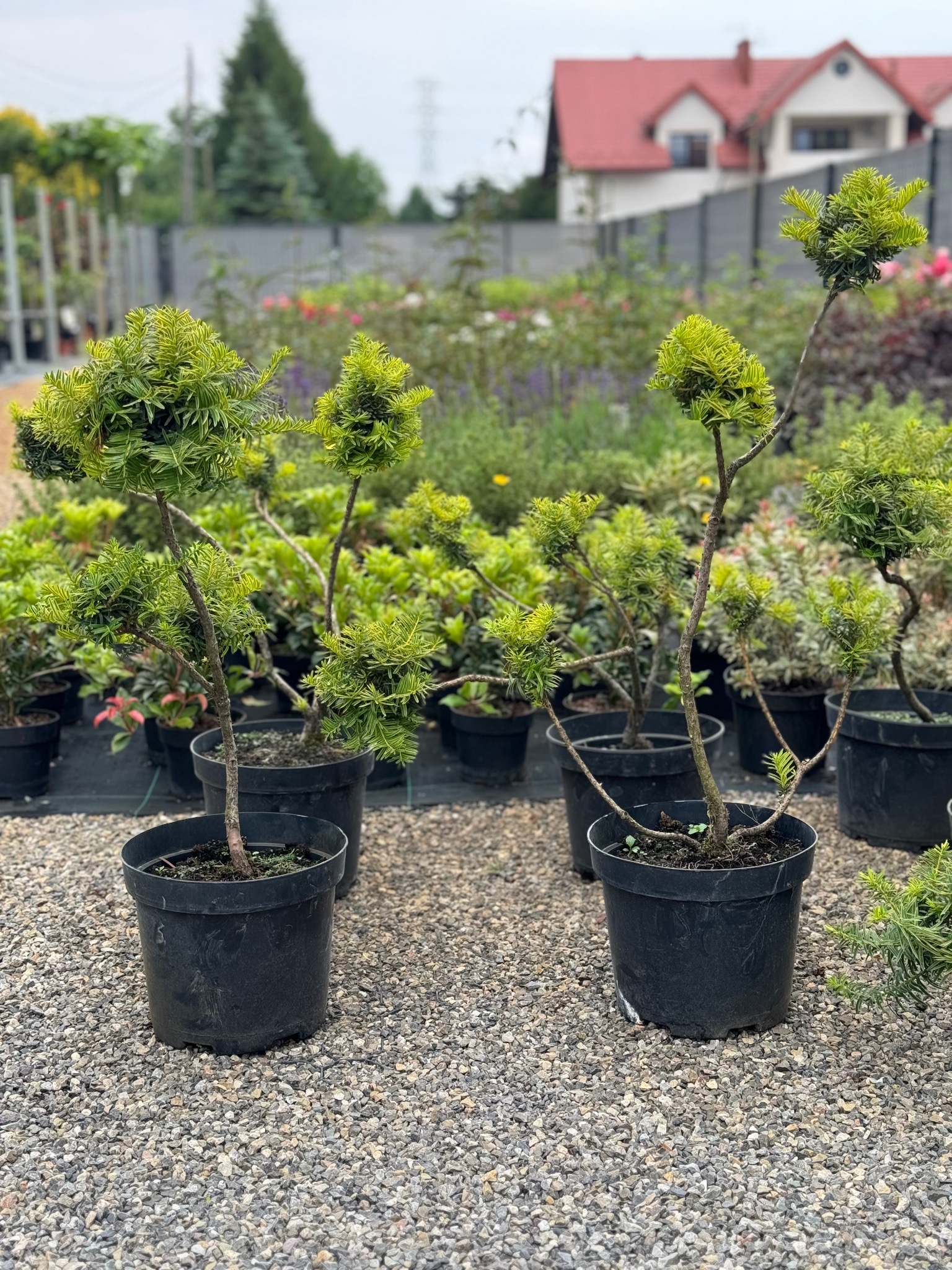 Formowane krzewy iglaste w czarnych donicach, ustawione na żwirowym podłożu w szkółce roślin w Szczucinie, z budynkiem w tle.