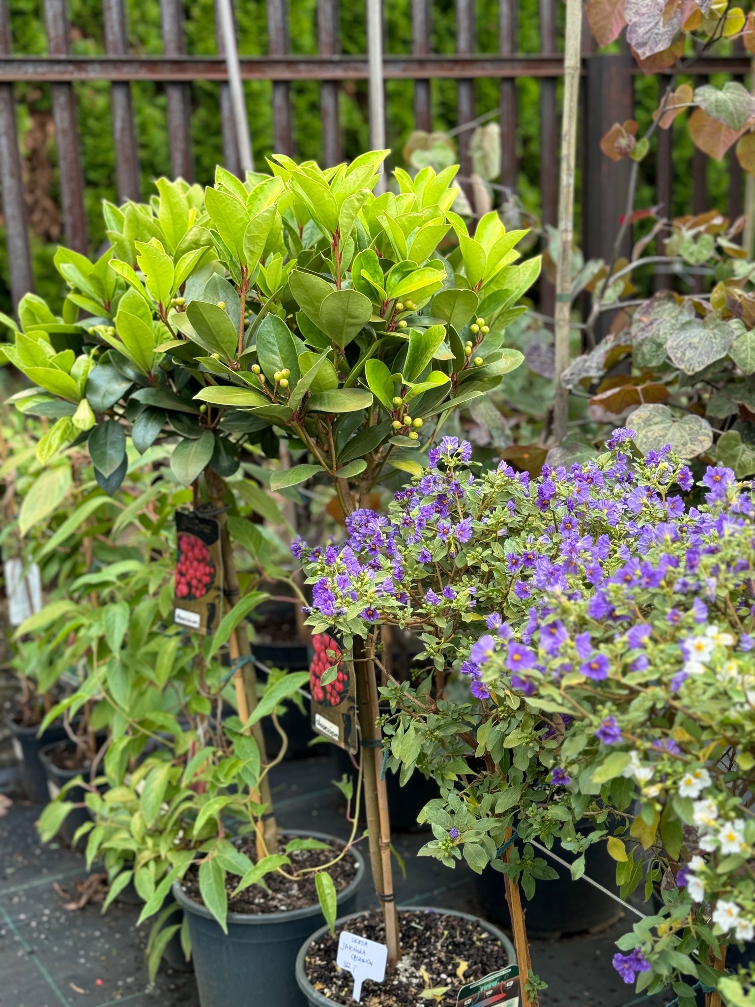 Różnorodne rośliny w donicach: drzewko z owalnymi, jasnozielonymi liśćmi, krzew z fioletowymi kwiatami i pnącze z etykietą odmiany, ustawione obok siebie na tle drewnianego ogrodzenia.