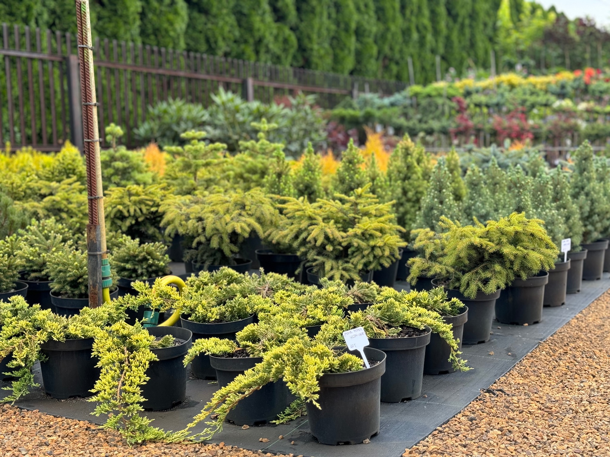 Rząd doniczek z iglakami i krzewami ozdobnymi, w tle różnorodna zieleń szkółki, widoczna etykieta z nazwą odmiany na jednej z doniczek.
