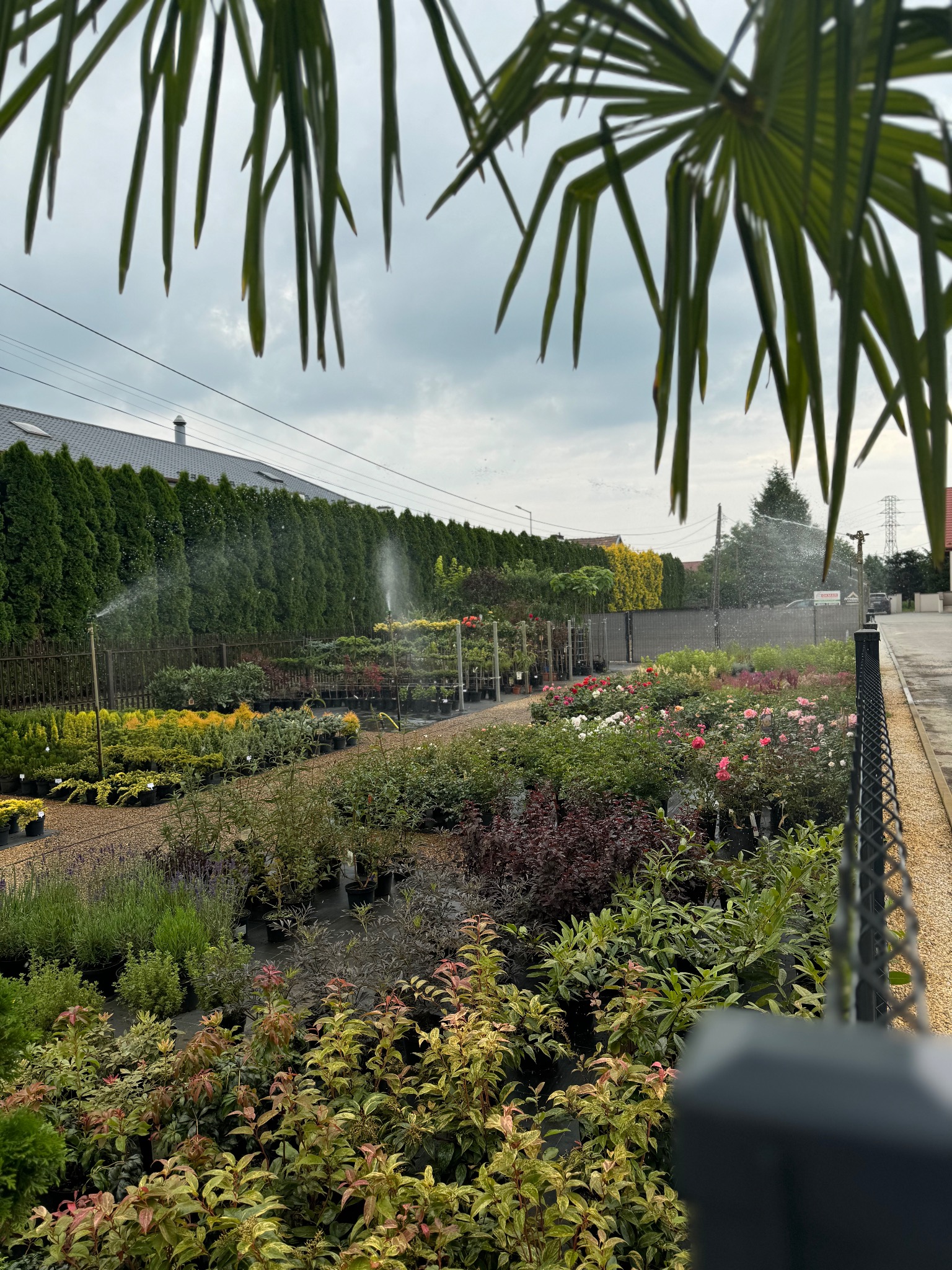 Szkółka roślin z różnorodnymi gatunkami w doniczkach, nawadnianymi przez zraszacze, widok zza palmy.