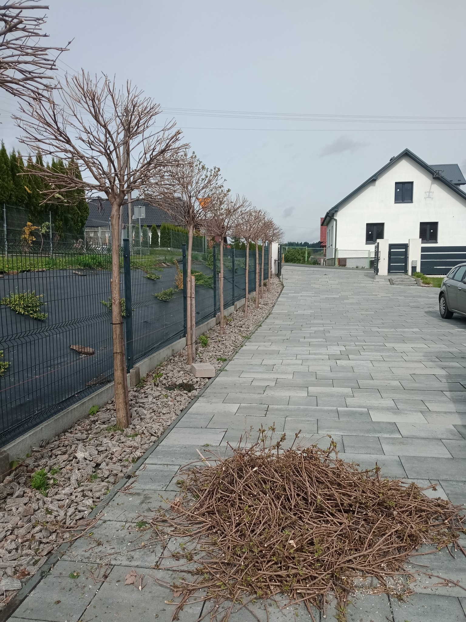 Rząd przyciętych drzewek wzdłuż ogrodzenia, z kupką odciętych gałęzi na szarym brukowanym podjeździe przed domem.