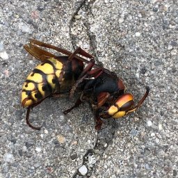 Dezynsekcja i deratyzacja Rzeszów 3