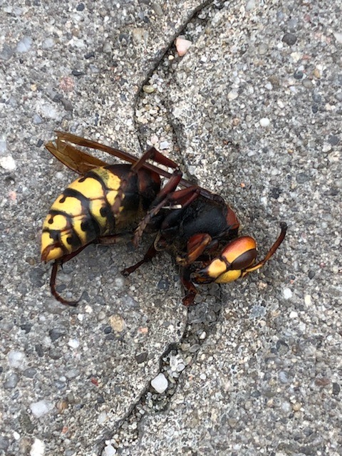 Martwy szerszeń leżący na szarym, popękanym betonie, widoczne charakterystyczne żółto-czarne paski na odwłoku i brązowo-żółta głowa.