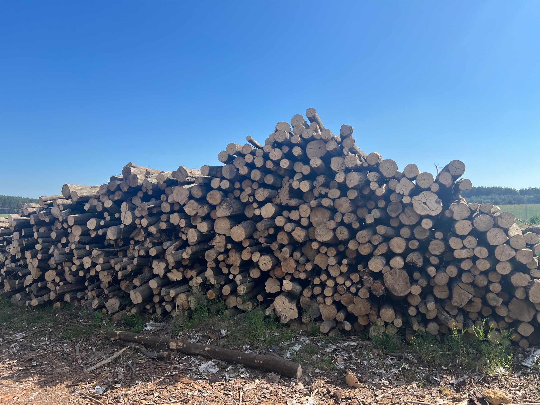 Stos pociętych klocków drewna ułożonych na ziemi pod błękitnym niebem, widoczne ślady cięcia i układ słojów.