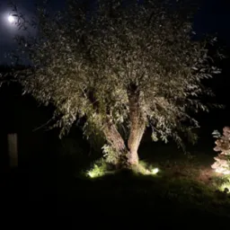 Oświetlony drzewo nocą, z lampami gruntowymi podkreślającymi jego kształt i fakturę kory. W tle widoczny księżyc, dodający scenerii tajemniczości.