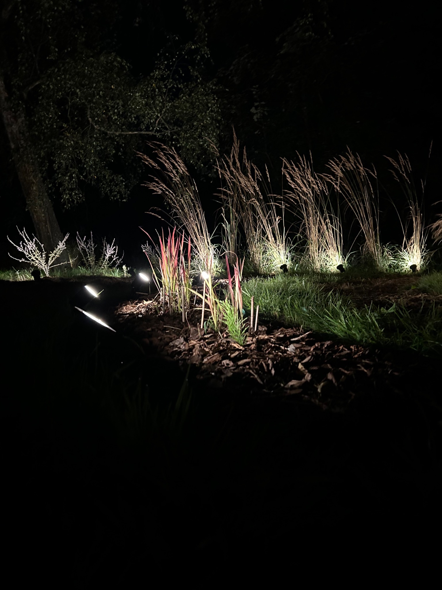 Oświetlenie dekoracyjne ogrodu nocą: niskie lampy punktowe podkreślają trawę ozdobną i korę, tworząc nastrojowy klimat. Widoczne drzewo w tle.