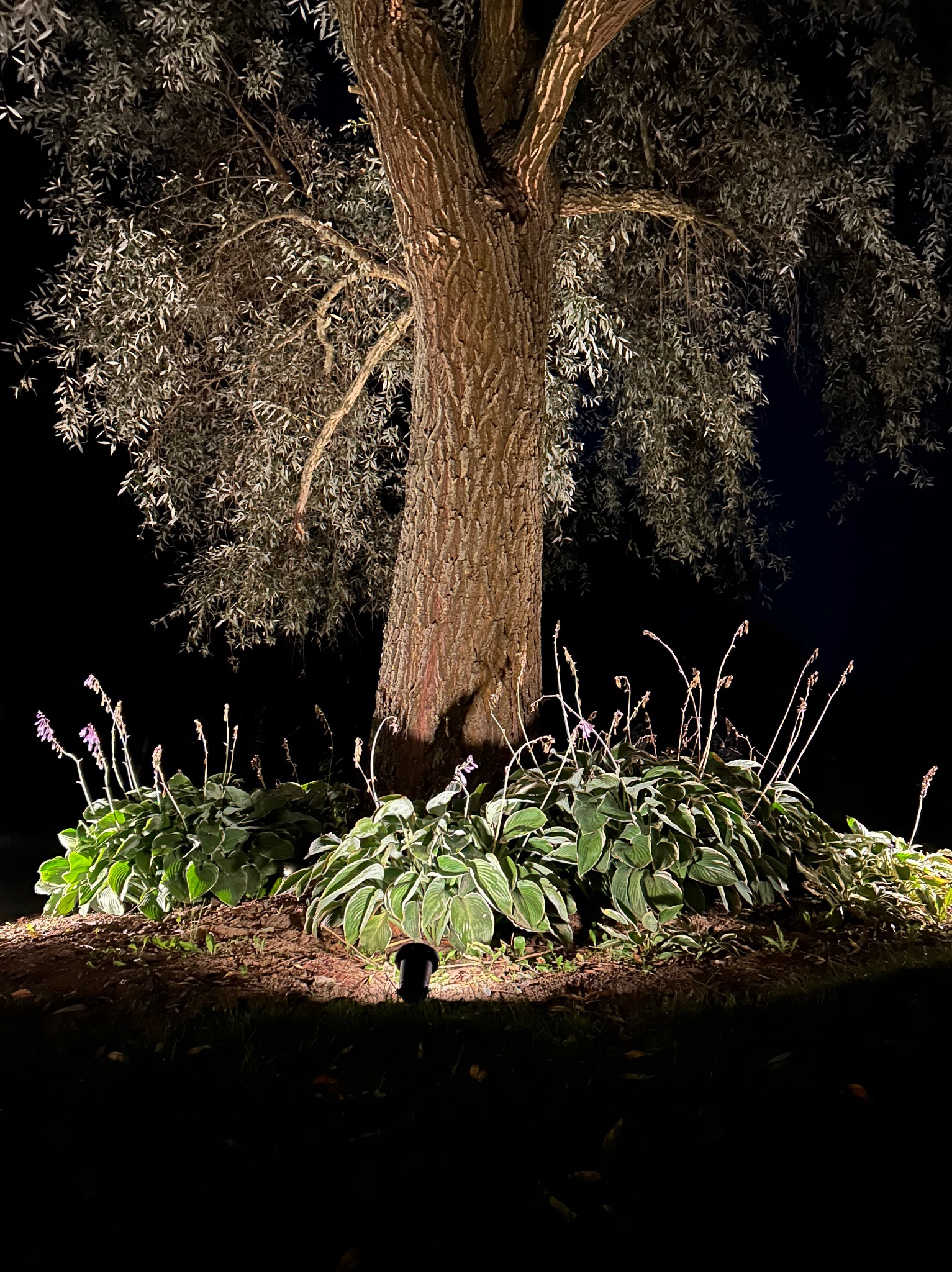 Oświetlony nocą, rozłożysty wierzba płacząca z podświetlonymi od dołu roślinami. Punktowe oświetlenie akcentuje korę drzewa i liście, tworząc dramatyczny efekt wizualny.