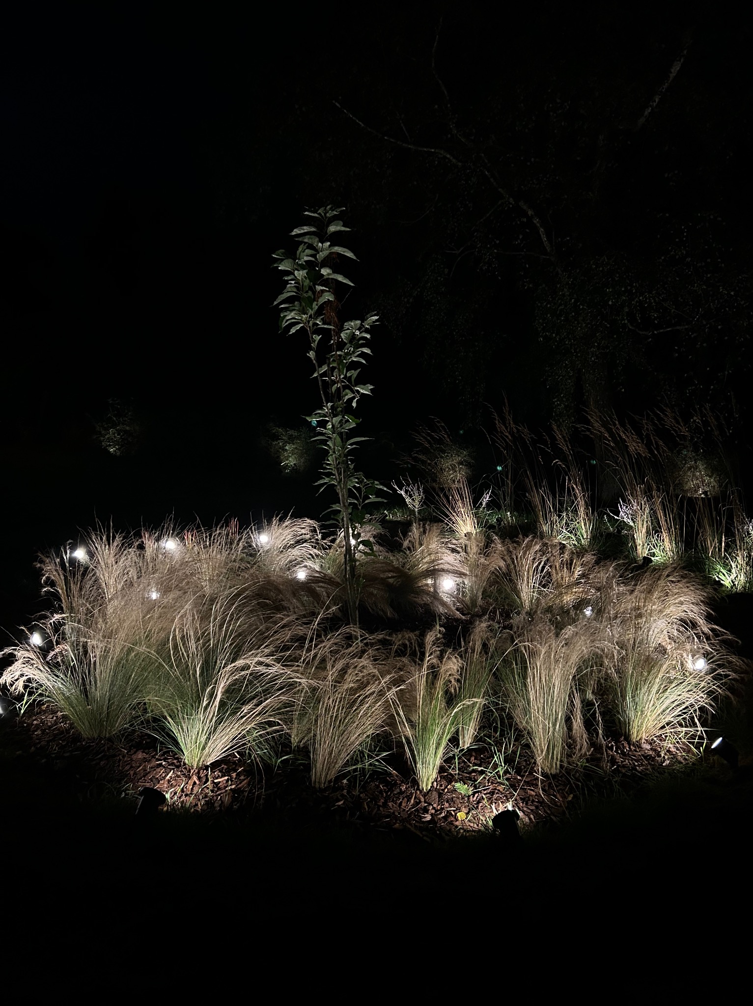 Oświetlony ogród nocą: dekoracyjne lampy punktowe podkreślają trawy ozdobne i młode drzewko. Subtelne światło tworzy magiczną atmosferę w ciemności.