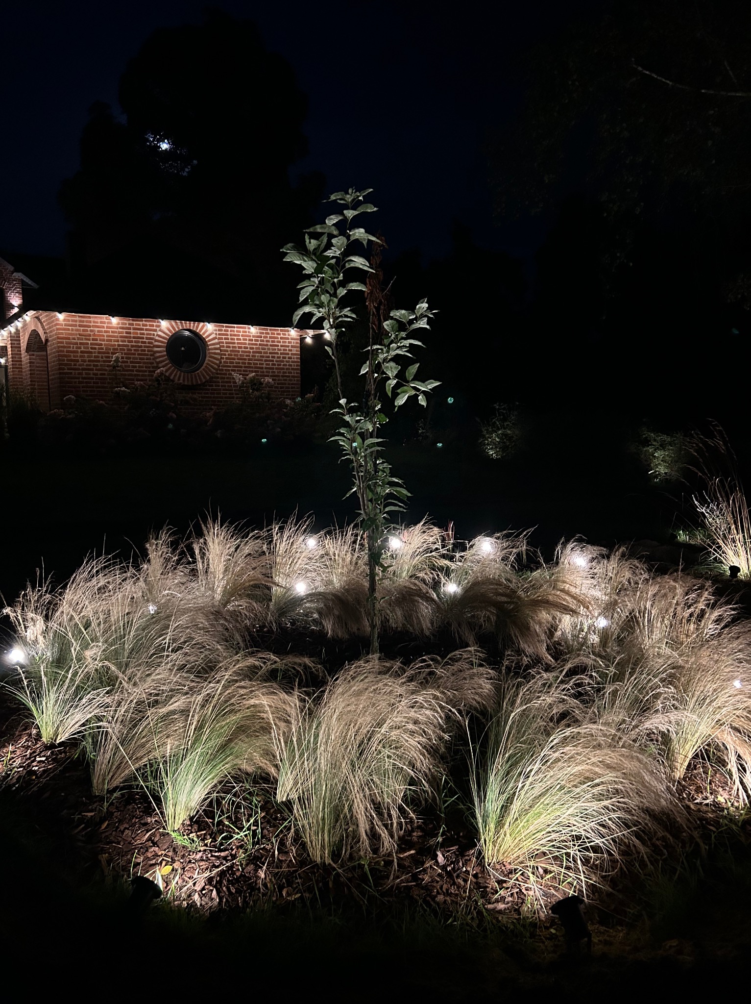 Oświetlenie ogrodu nocą: trawy ozdobne podświetlone punktowymi lampami, w tle ceglany budynek z okrągłym oknem i drzewo. Klimatyczne oświetlenie posesji.
