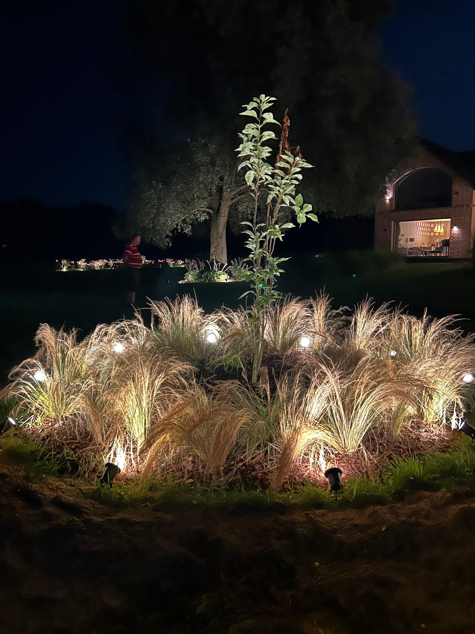 Nocny widok na ogród z dekoracyjnym oświetleniem roślin i ścieżek. Lampy punktowe podkreślają trawę ozdobną i drzewo, tworząc ciepłą atmosferę.
