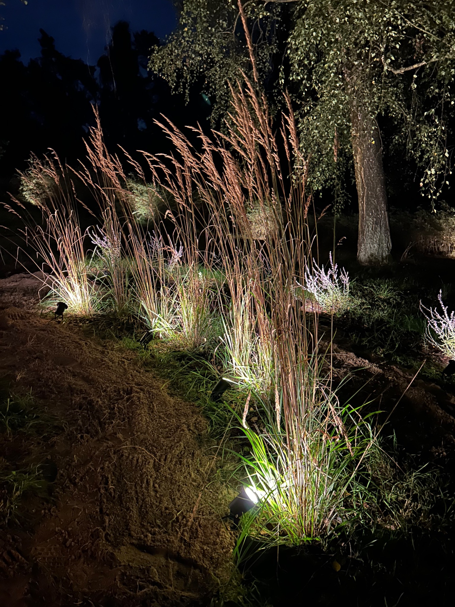 Nocne oświetlenie ogrodu z lampami punktowymi, podświetlającymi ozdobne trawy i rośliny, tworząc nastrojowy klimat. Widoczny fragment ścieżki i drzewo w tle.