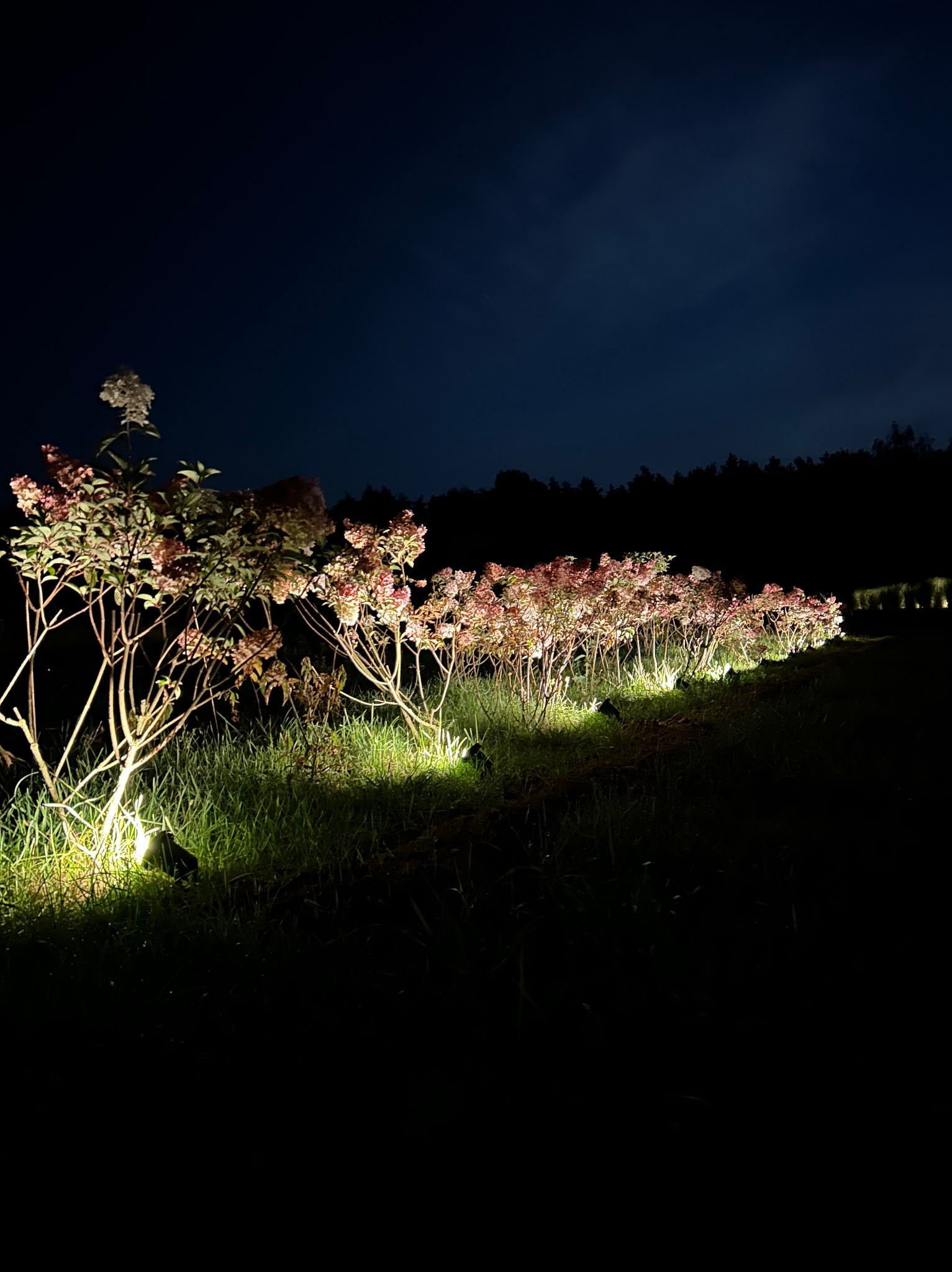Nocny widok na ogród z podświetlonymi krzewami hortensji, oświetlenie punktowe tworzy nastrojowy klimat. Tło stanowi ciemne niebo i zarys drzew.